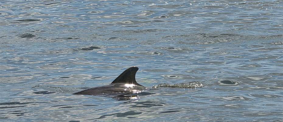 Bradenton Gulf Islands: Delfin-Touren an Floridas Golfküste - Lesen Sie die Nachrichten