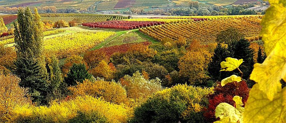 TUI Musement’e göre İspanya, Avrupa’nın en popüler 3 şarap turizmi destinasyonu arasında - Haberi Oku