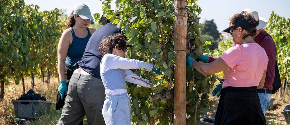 Ein Schatz südlich von Lissabon: Der Moscatel - Lesen Sie die Nachrichten