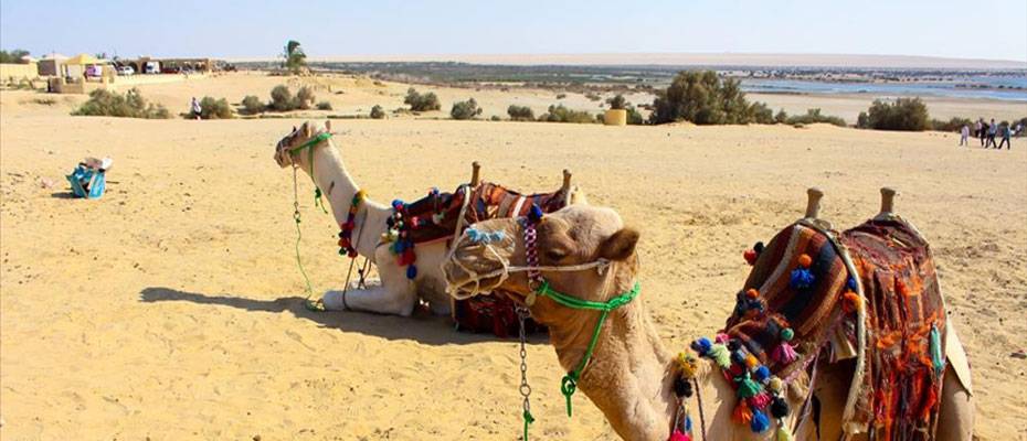Mısır, yılın ilk dokuz ayında 15 milyon turist ağırladı - Lesen Sie die Nachrichten?>