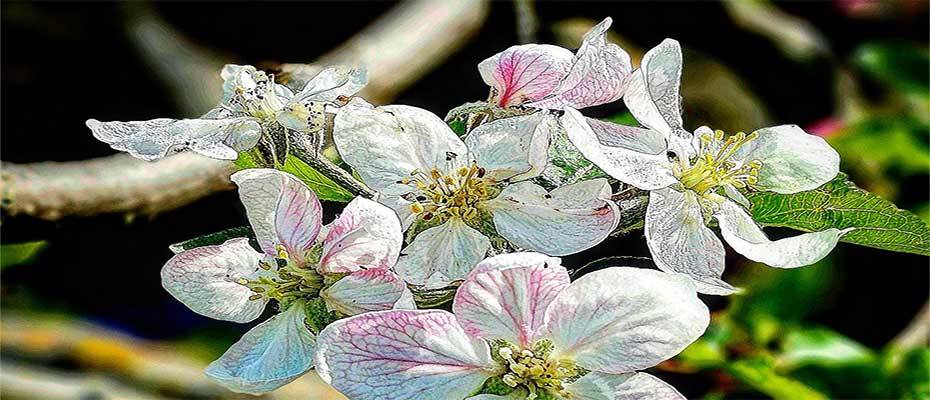 Mit Neckermann Reisen zur Mandelblüte nach Mallorca - Lesen Sie die Nachrichten