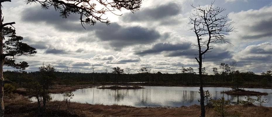 Unentdecktes Estland: Zwischen Moornebel und Inselmagie - Lesen Sie die Nachrichten