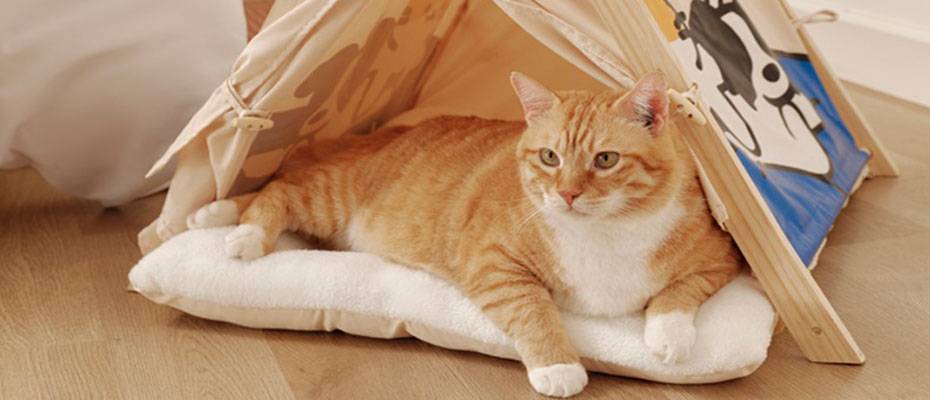 Marriott Bonvoy, Çin’de Evcil Hayvan Dostu ‘Pawssible Journey’ Programını Başlatıyor - Lesen Sie die Nachrichten?>