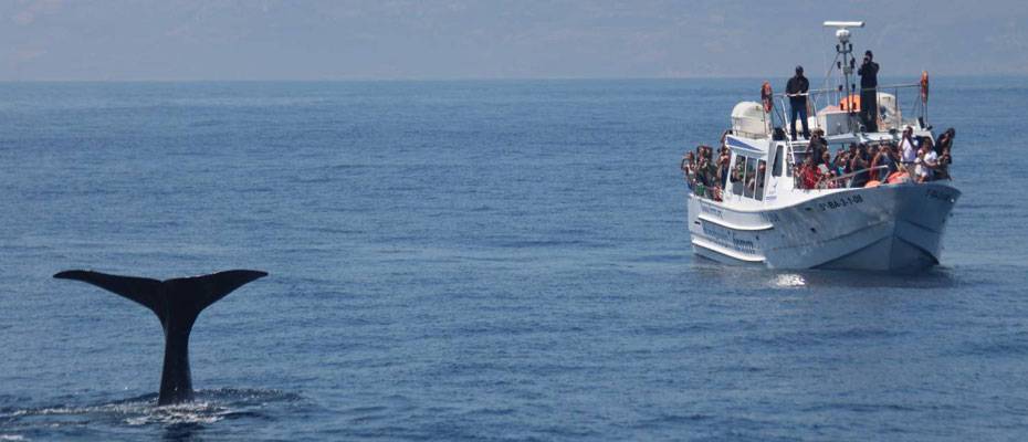 travel-to-nature startet Patenschaftsprogramm für den Schutz von Walen und Delfinen - Lesen Sie die Nachrichten