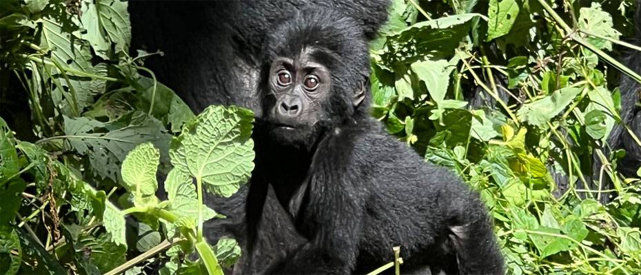 Gorilla-Tracking in Uganda - Lesen Sie die Nachrichten