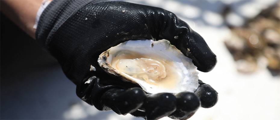 Floridas erstaunlichste Feste: von Riesenshrimps bis Dudelsackklängen - Lesen Sie die Nachrichten