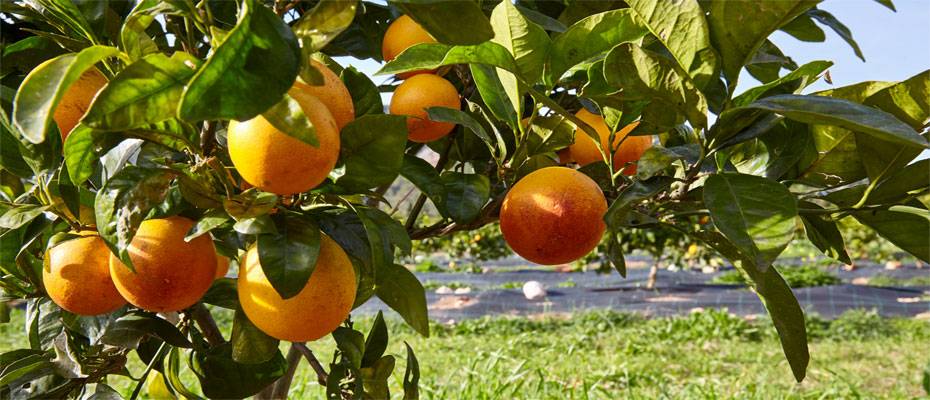 alltours verschickt mediterrische Frische in die Reisebüros - Lesen Sie die Nachrichten