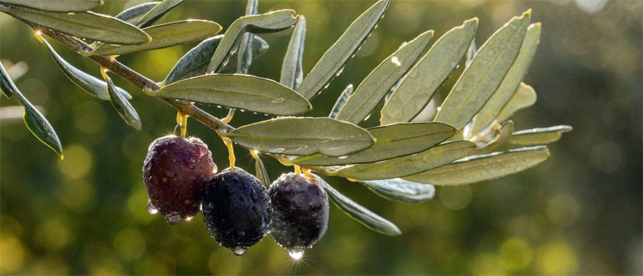 Die Olivenernte in der Ägäis – ein Jahreszeitenritual für Genießer - Lesen Sie die Nachrichten