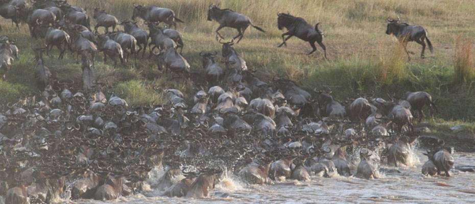 Kenya Yaban Hayatı Servisi, Masai Mara’daki Ritz-Carlton oteline yönelik iddiaları yalanladı - Haberi Oku