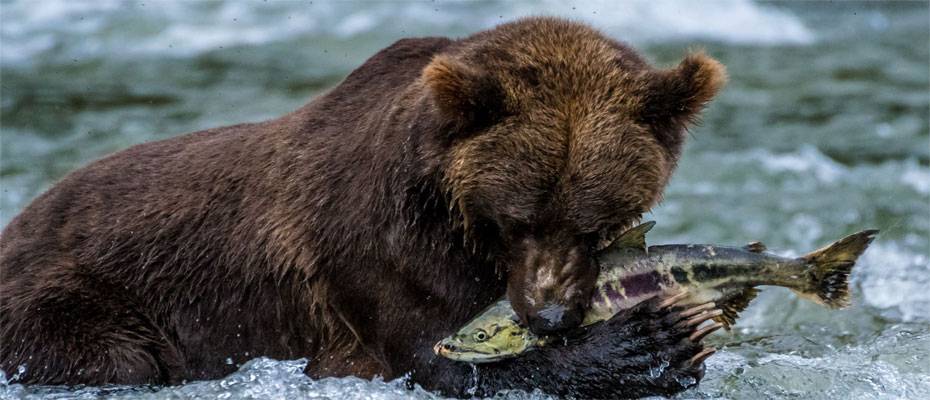 Wo Bären Lachse fischen: Expeditionen rund um Vancouver Island und Alaska - Lesen Sie die Nachrichten