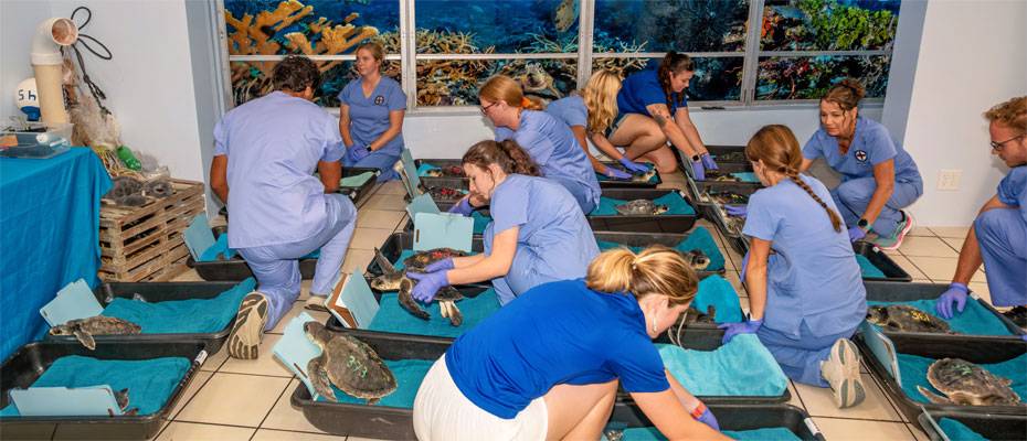 Warmer Empfang für Meeresschildkröten nach Kälteschock - Lesen Sie die Nachrichten