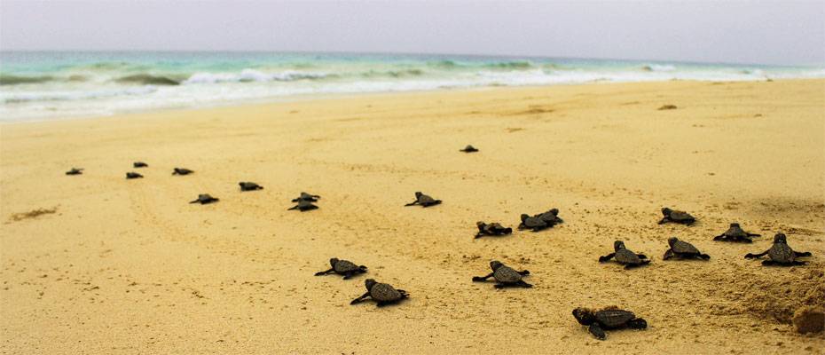 Naturschutz verschenken: Mit symbolischen Adoptionen globale Projekte unterstützen - Lesen Sie die Nachrichten