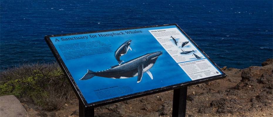 Whale Watching Season in Hawai‘i: Wenn die Riesen der Meere zurückkehren - Lesen Sie die Nachrichten