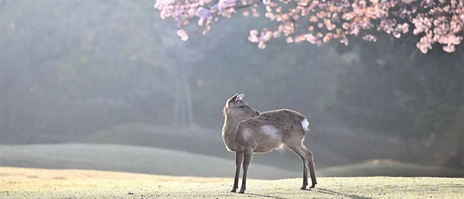 Kirschblüte im Breisgau: Frühlingszauber zwischen Kaiserstuhl und Südschwarzwald - Lesen Sie die Nachrichten