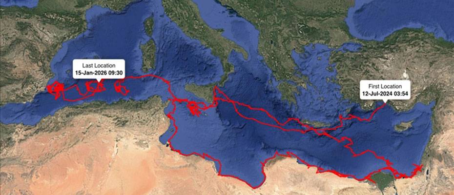 Uydudan izlenen caretta caretta ‘Gümüş’ 24 bin kilometrelik sıra dışı bir yolculuğa imza attı - Lesen Sie die Nachrichten?>