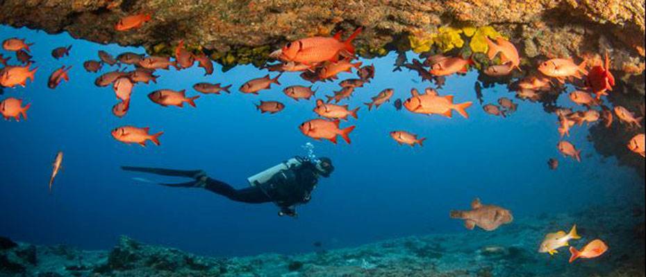 Inseln von Tahiti als beste Tauchdestination ausgezeichnet - Lesen Sie die Nachrichten