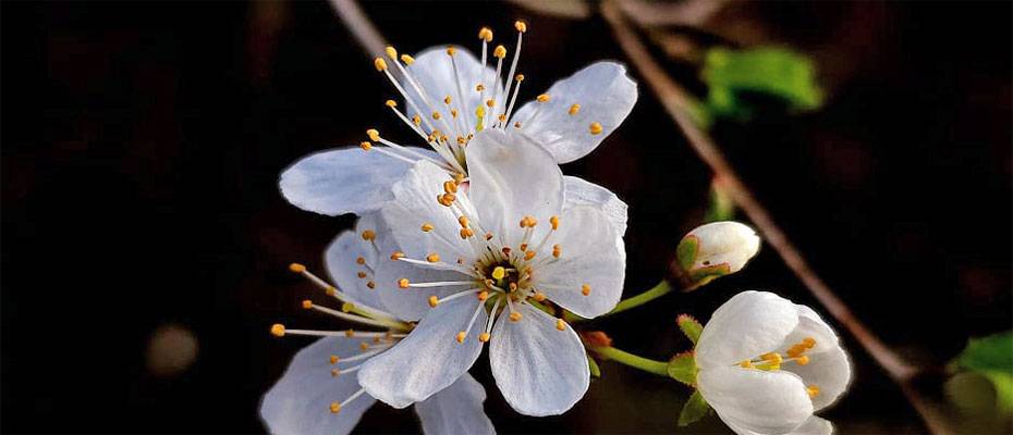 Agoda highlights Asia’s top cities for spring flower blooms - Lesen Sie die Nachrichten?>