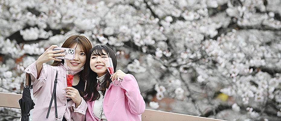 Turistlerin uygunsuz davranışları Japonya’da kiraz çiçeği festivalini durdurdu - Lesen Sie die Nachrichten?>