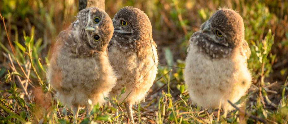 Fort Myers setzt im Frühjahr auf Kultur, Kulinarik und Naturerlebnisse - Lesen Sie die Nachrichten