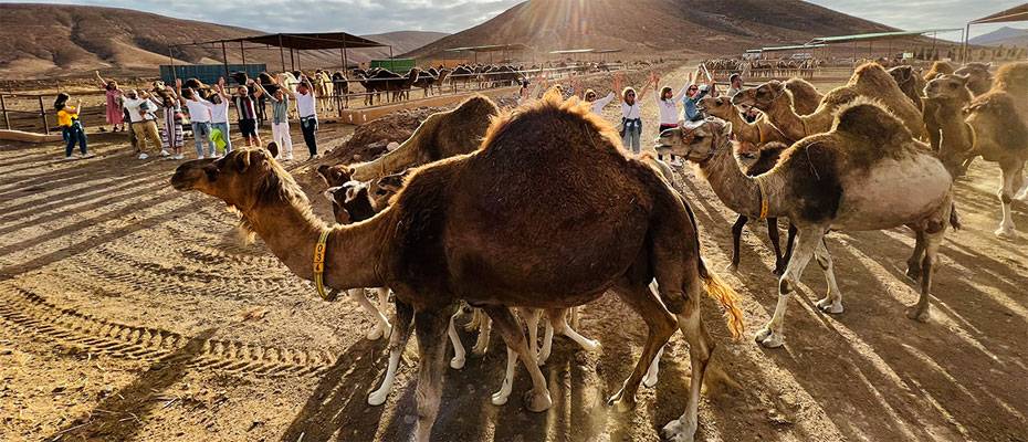 Oasis Wildlife Fuerteventura: sürdürülebilirlik, koruma ve anlam odaklı turizm - Lesen Sie die Nachrichten?>