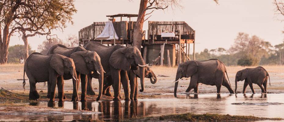 Unter Afrikas Sternen: Wilderness setzt auf exklusive Star-Bed-Erlebnisse - Lesen Sie die Nachrichten