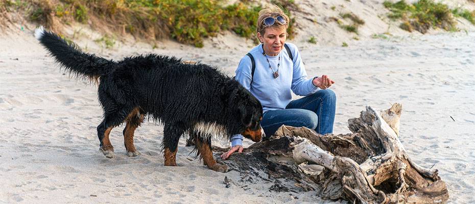 Hunde im Urlaub: Ostsee und Nordsee führen das Ranking 2026 an - Lesen Sie die Nachrichten