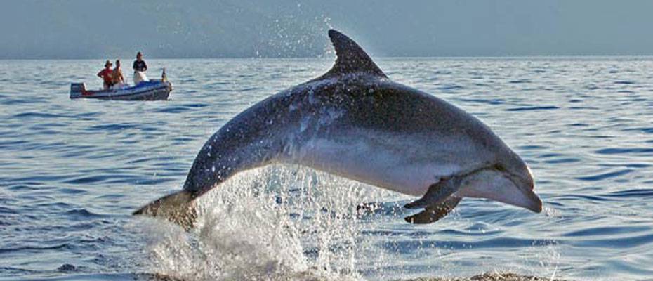 Urlaubsgäste können mit Delfinsichtungen zum Schutz der Adria-Delfine beitragen - Lesen Sie die Nachrichten
