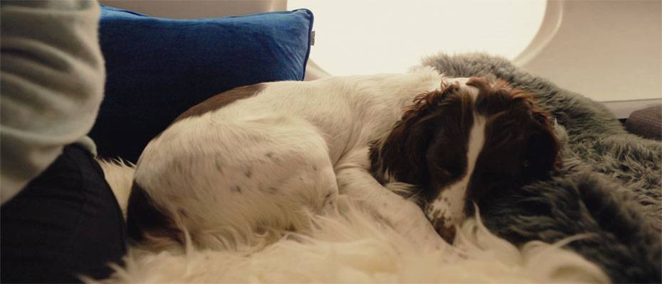 Vicuna Air launches new in-cabin service for pets travelling alone - Lesen Sie die Nachrichten?>