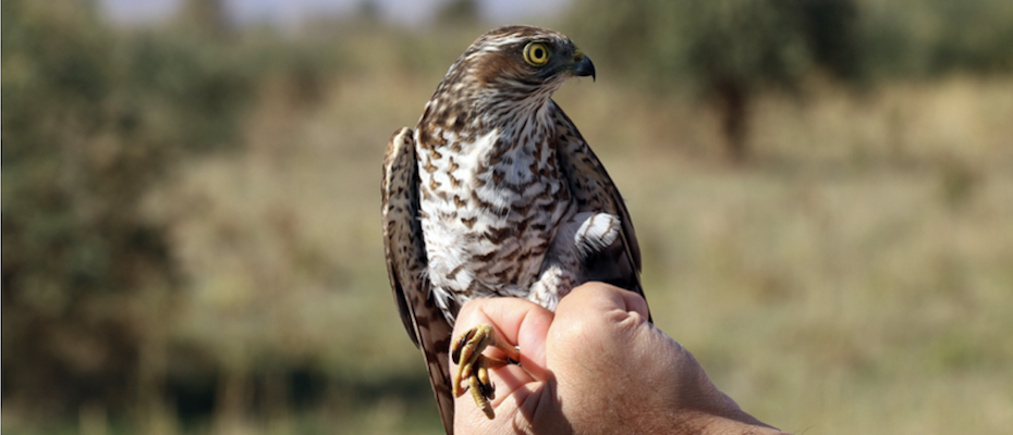 Geleneksel avcılık yasal zemine kavuşuyor - Lesen Sie die Nachrichten?>