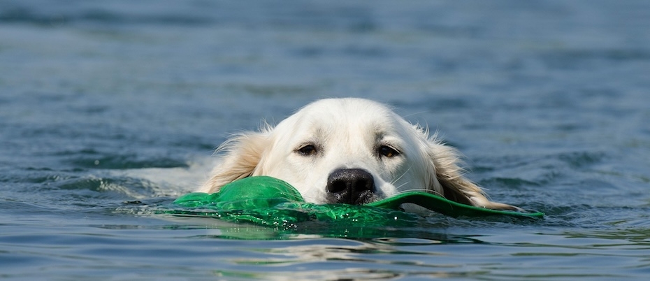 Urlaub mit Hunden direkt am Strand - Lesen Sie die Nachrichten