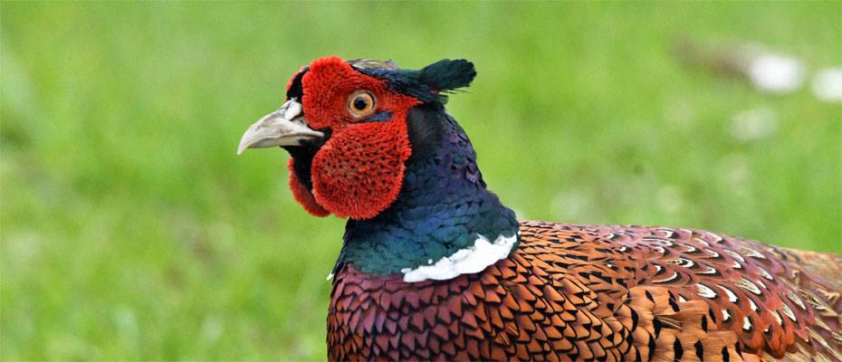 Agoda highlights top birdwatching destinations across Asia - Lesen Sie die Nachrichten?>