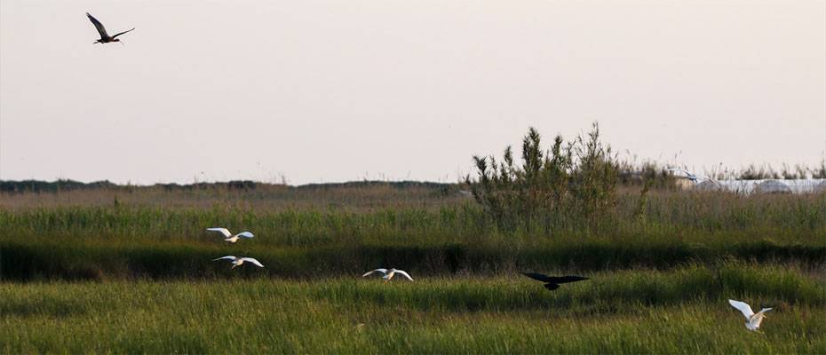 Milleyha Sulak Alanı göçmen kuşların önemli duraklarından biri - Lesen Sie die Nachrichten?>