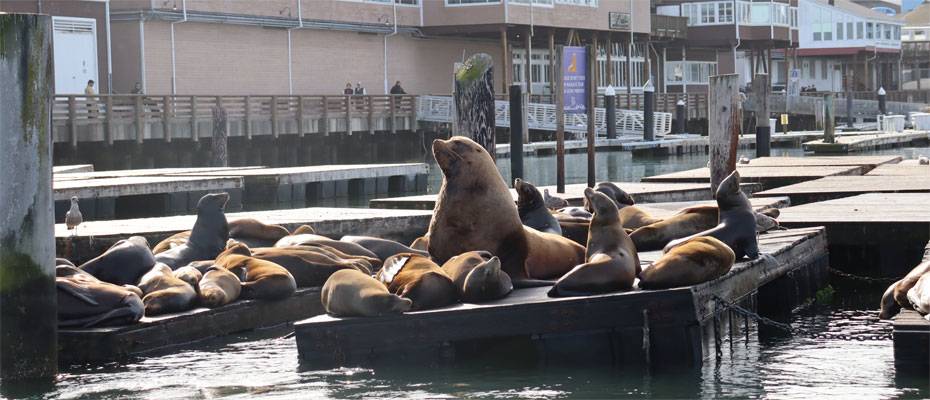 Riesiger Seelöwe ‘Chonkers’ wird zur Attraktion am Pier 39 in San Francisco - Lesen Sie die Nachrichten