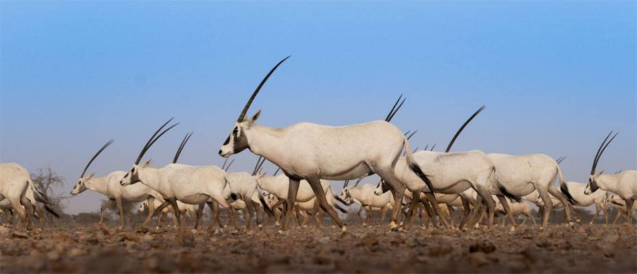 Omans Tierwelt zeigt sich nur den Geduldigen - Lesen Sie die Nachrichten
