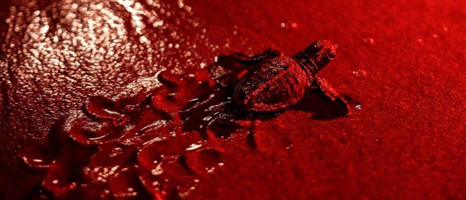 Fethiye kıyılarında deniz kaplumbağaları için kırmızı ışık dönemi - Lesen Sie die Nachrichten?>
