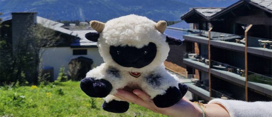 Walliser Schwarznasenschafe ziehen ins Six Senses Crans-Montana ein - Lesen Sie die Nachrichten