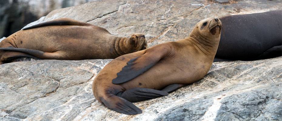 Chile begeistert mit außergewöhnlichen Tierbeobachtungen in freier Natur - Lesen Sie die Nachrichten