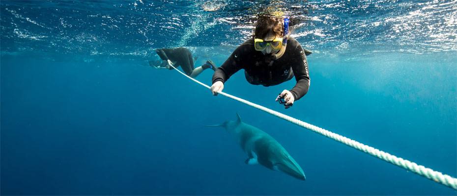 Walsaison lockt Besucher nach Tropical North Queensland - Lesen Sie die Nachrichten
