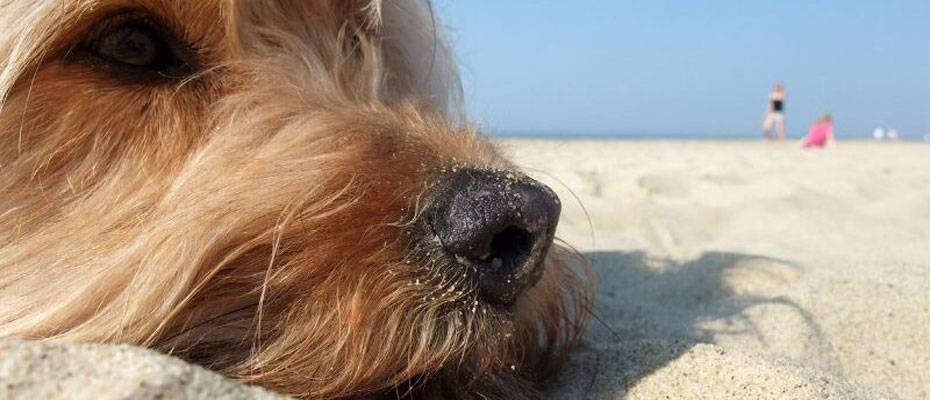 Vier Tipps für den entspannten Urlaub mit Hund in Italien - Lesen Sie die Nachrichten