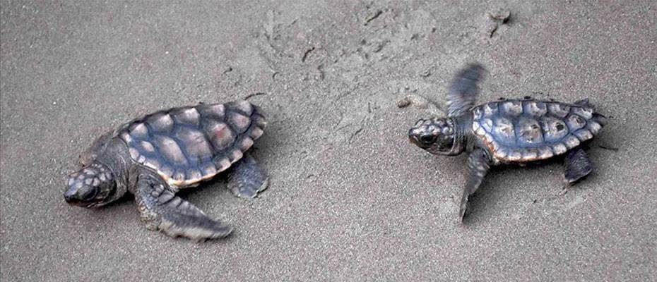 Caretta caretta yavruları İztuzu Plajı'nda denizle buluşmaya başladı - Lesen Sie die Nachrichten?>