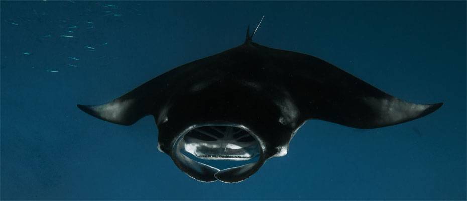 Sun Siyam Olhuveli bietet Nachtschnorcheln mit Mantarochen an - Lesen Sie die Nachrichten