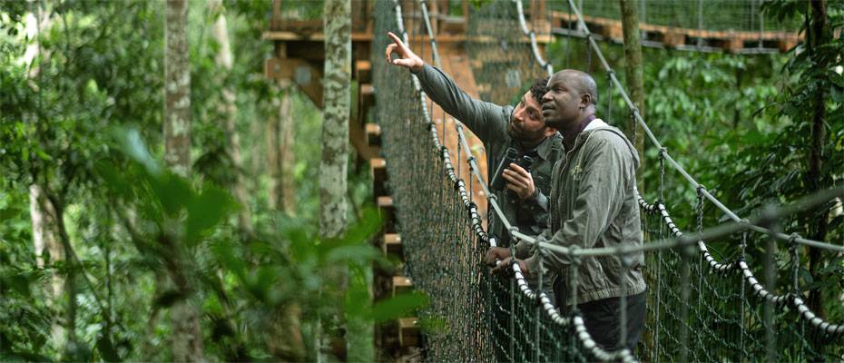 Neuer Canopy Walk eröffnet spektakuläre Perspektiven im Kongobecken - Lesen Sie die Nachrichten