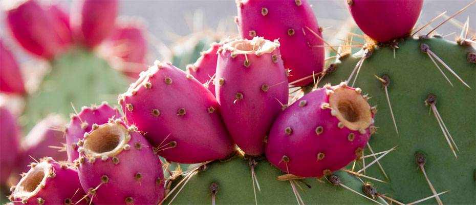 Prickly Pear prägt Scottsdales Genuss- und Wellnesskultur - Lesen Sie die Nachrichten