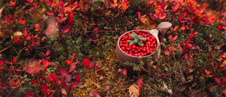 Ruska und Nordlichter prägen Finnlands Herbst - Lesen Sie die Nachrichten