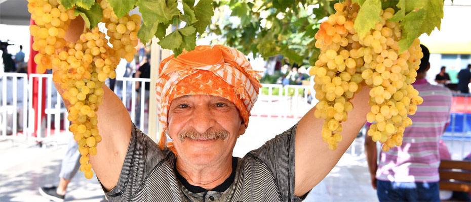 Urla’da 2600 yıllık bağbozumu geleneği yeniden canlanıyor - Lesen Sie die Nachrichten?>