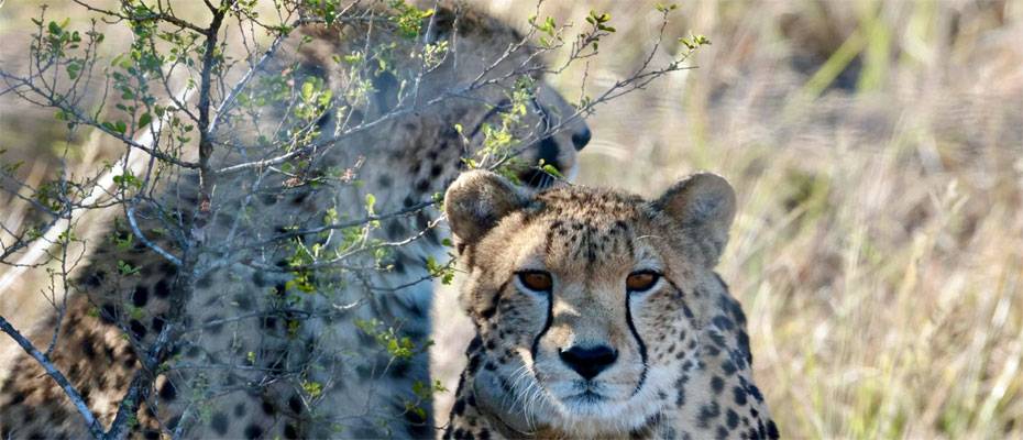 Südafrikas Winter schafft ideale Bedingungen für Safaris - Lesen Sie die Nachrichten