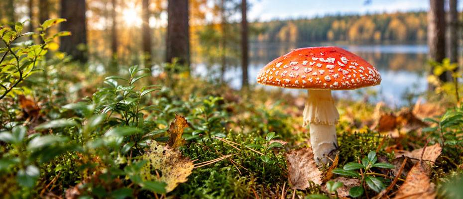 Finnland: ‘Quietchella’ macht die Natur zum Festivalstar - Lesen Sie die Nachrichten