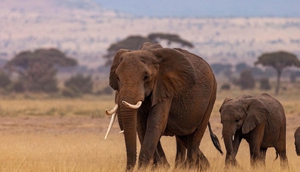 Kenia als Flugsafari