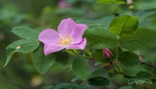 Kanadas geheimnisvoller Garten: Wildblumen und Heilpflanzen in den Northwest Territories