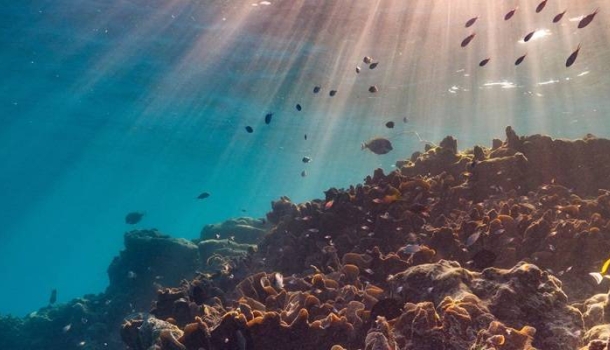 The Ritz-Carlton Maldives, Fari Islands: Engagement für den Meeresschutz – an 365 Tagen im Jahr